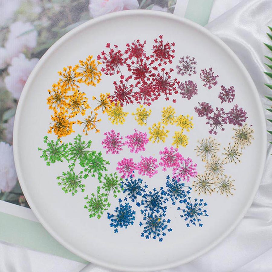 Dried Flower Bookmark - 60 sztuk prasowane suszone 15-20mm Ammi