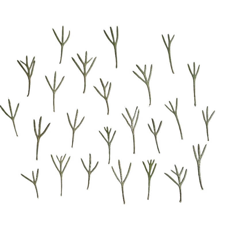 Dried Flower Bookmark - 24 sztuki, prawdziwe prasowane liście achillei,