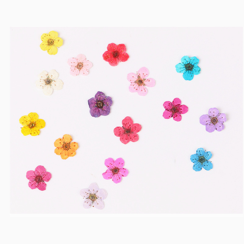 Dried Flower Bookmark - 60 sztuk Mini prasowane suszone narcyz