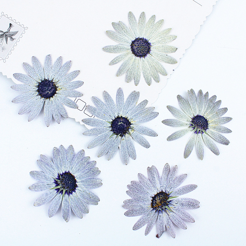 Dried Flower Bookmark - 12 sztuk/4-6 cm, wysokiej jakości szaro-białe