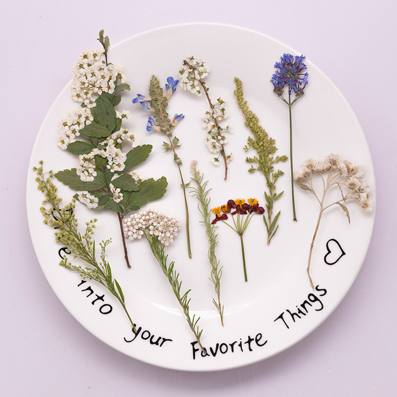 Dried Flower Bookmark - 500 sztuk dużego pakietu suszonych paproci,