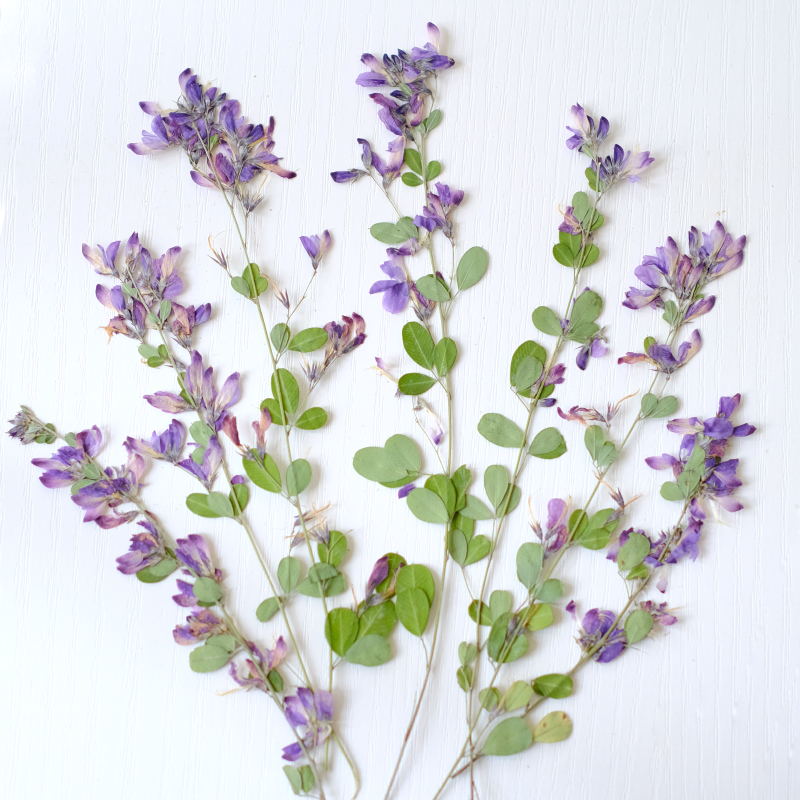 6 sztuk, naturalne suszone i p – Dried Flower Bookmark recenzja i cena