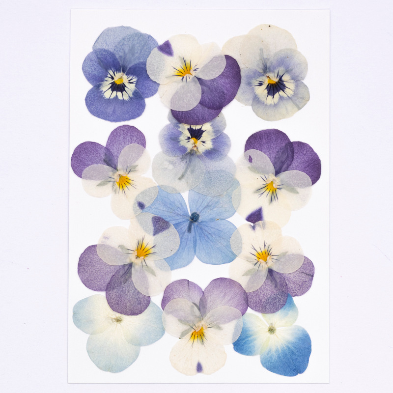 12 szt., Prawdziwe suszone kwi – Dried Flower Bookmark recenzja i cena