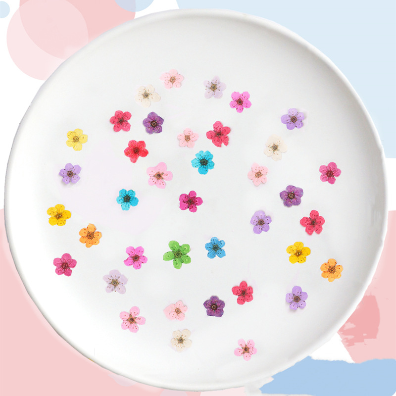 60 sztuk Mini prasowane suszon – Dried Flower Bookmark recenzja i cena