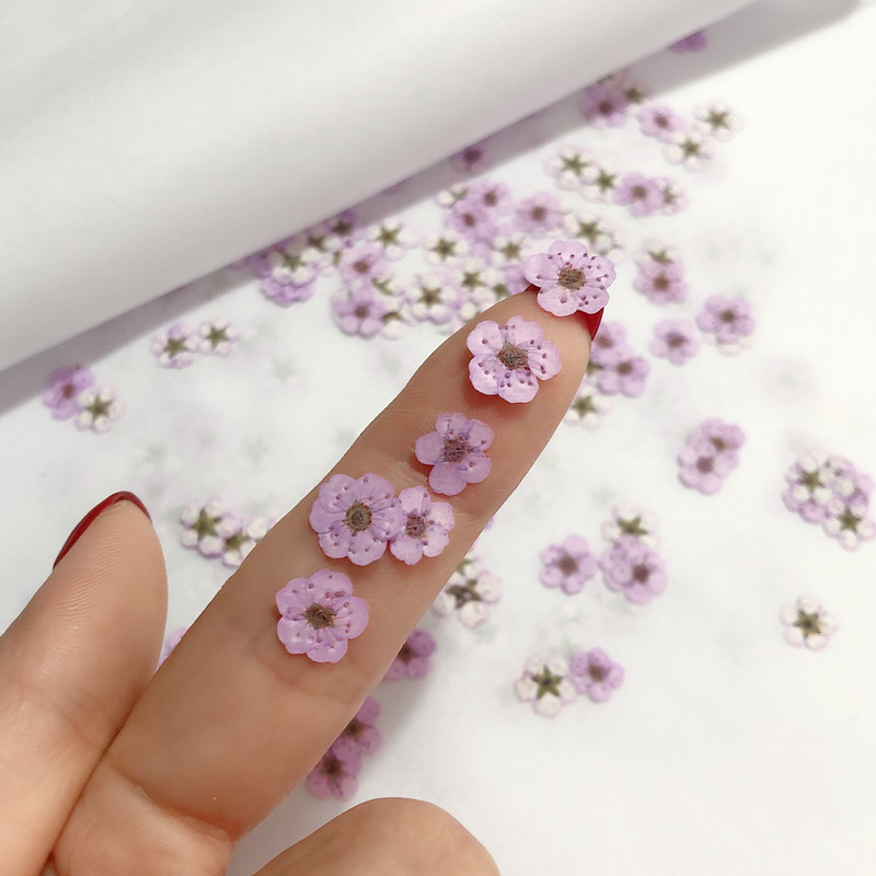 60 sztuk Mini prasowane suszon – Dried Flower Bookmark recenzja i cena