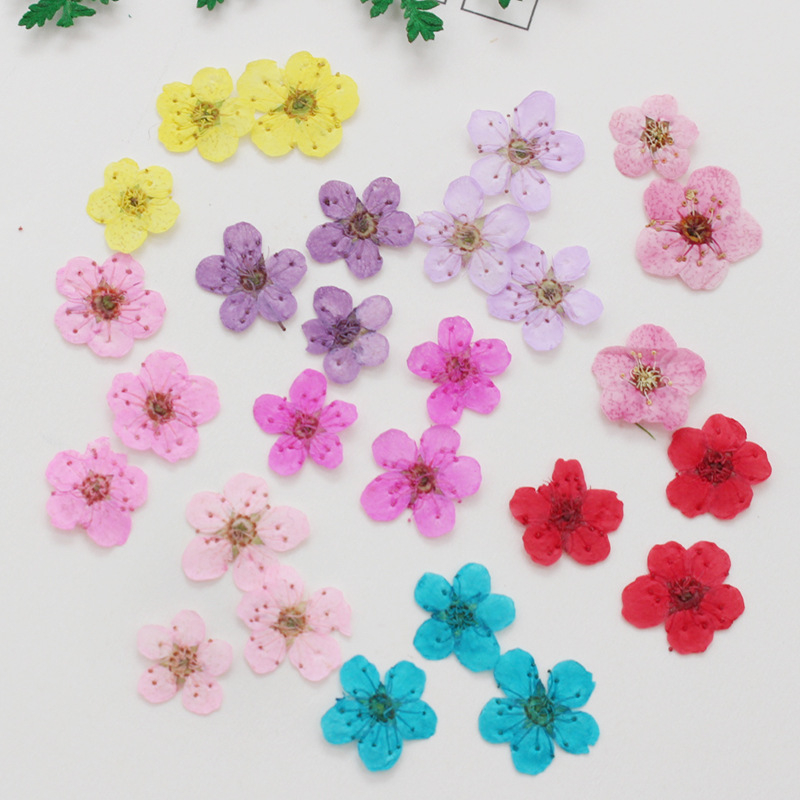 60 sztuk Mini prasowane suszon – Dried Flower Bookmark recenzja i cena