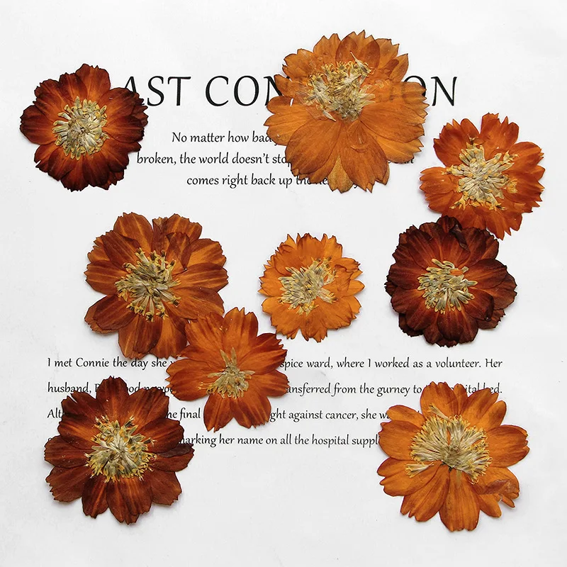 12 sztuk/3-5cm, natura prasowa – Dried Flower Bookmark recenzja i cena