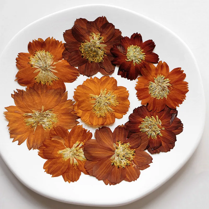 12 sztuk/3-5cm, natura prasowa – Dried Flower Bookmark recenzja i cena