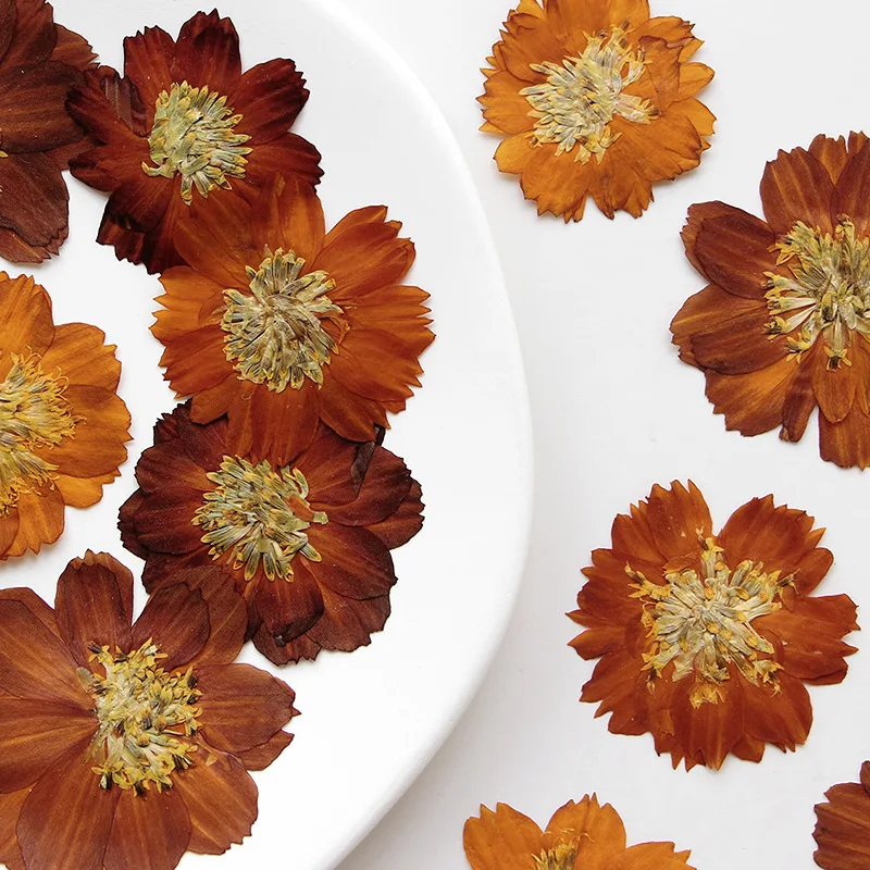 12 sztuk/3-5cm, natura prasowa – Dried Flower Bookmark recenzja i cena