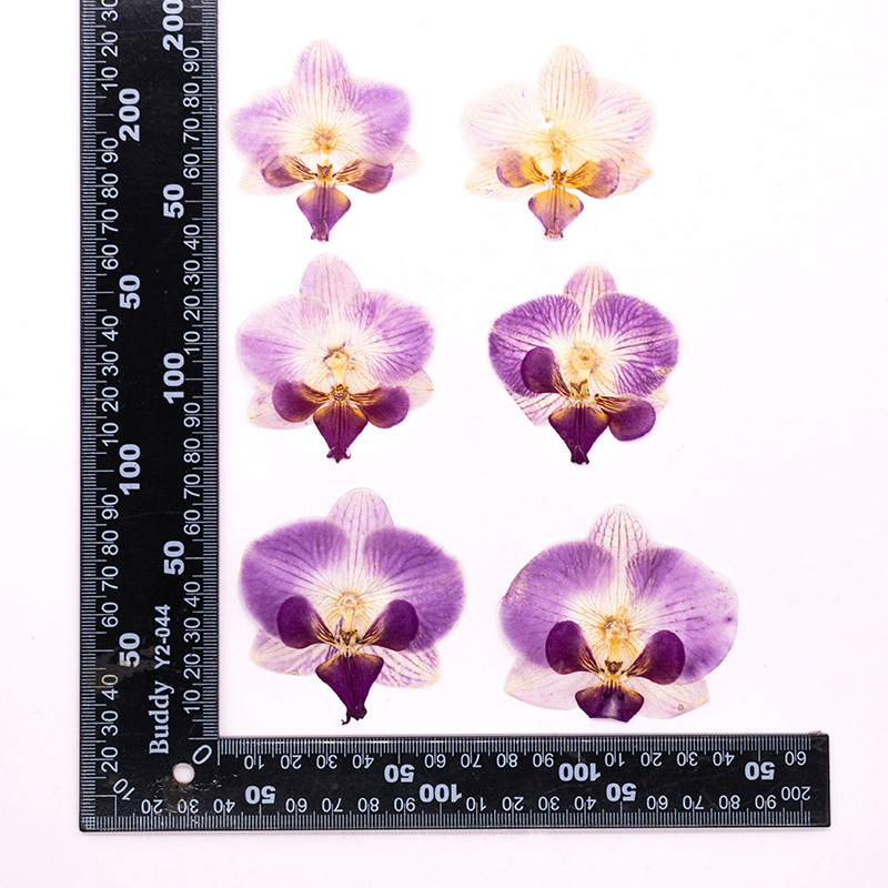 4 szt. Suszone, prasowane kwia – Dried Flower Bookmark recenzja i cena