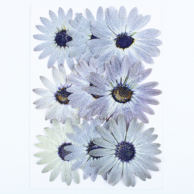 12 sztuk/4-6 cm, wysokiej jako – Dried Flower Bookmark recenzja i cena