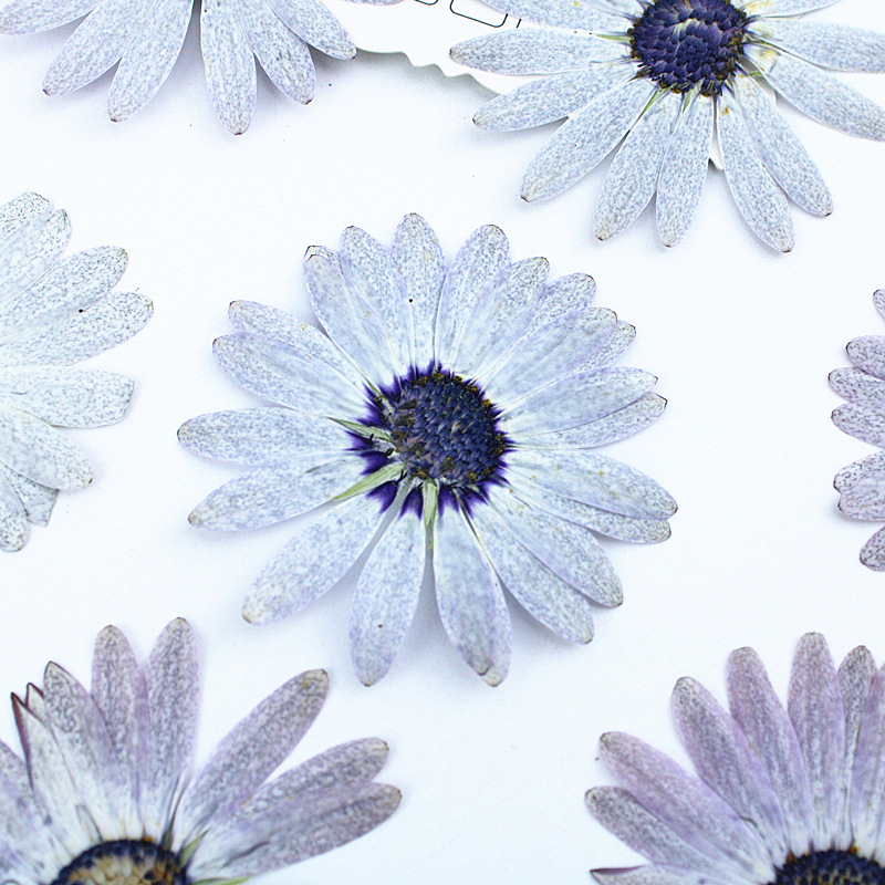 12 sztuk/4-6 cm, wysokiej jako – Dried Flower Bookmark recenzja i cena