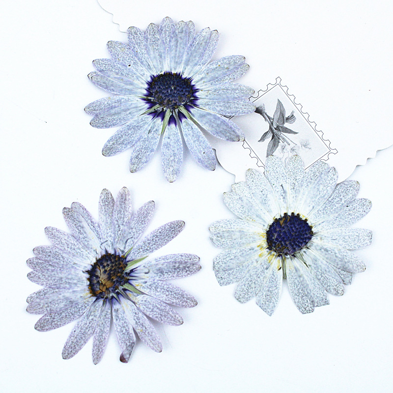 12 sztuk/4-6 cm, wysokiej jako – Dried Flower Bookmark recenzja i cena