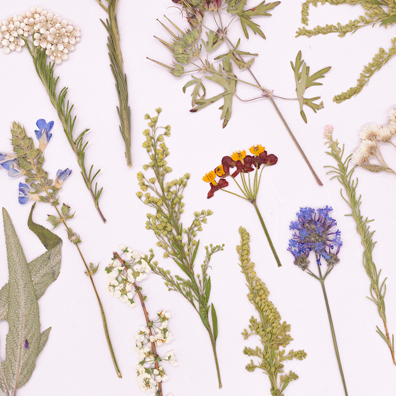 500 sztuk dużego pakietu suszo – Dried Flower Bookmark recenzja i cena