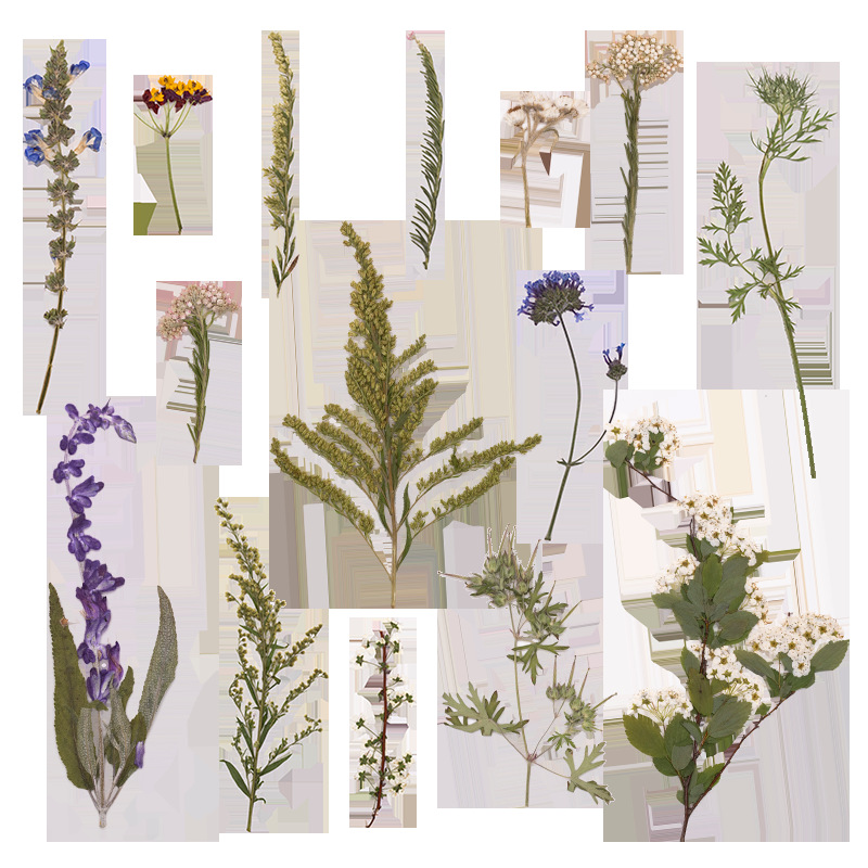 500 sztuk dużego pakietu suszo – Dried Flower Bookmark recenzja i cena