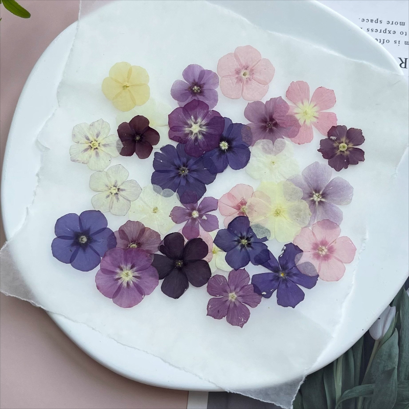 12 szt., Półprzezroczyste, nis – Dried Flower Bookmark recenzja i cena
