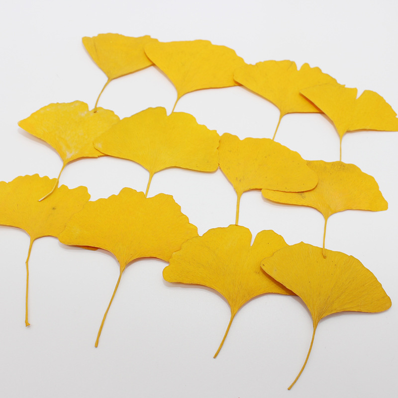 60 szt. Suszone, prasowane liś – Dried Flower Bookmark recenzja i cena
